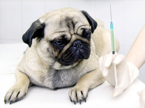 Impfung von Hund und Katze Tierarztpraxis Großtiere Kleintiere
